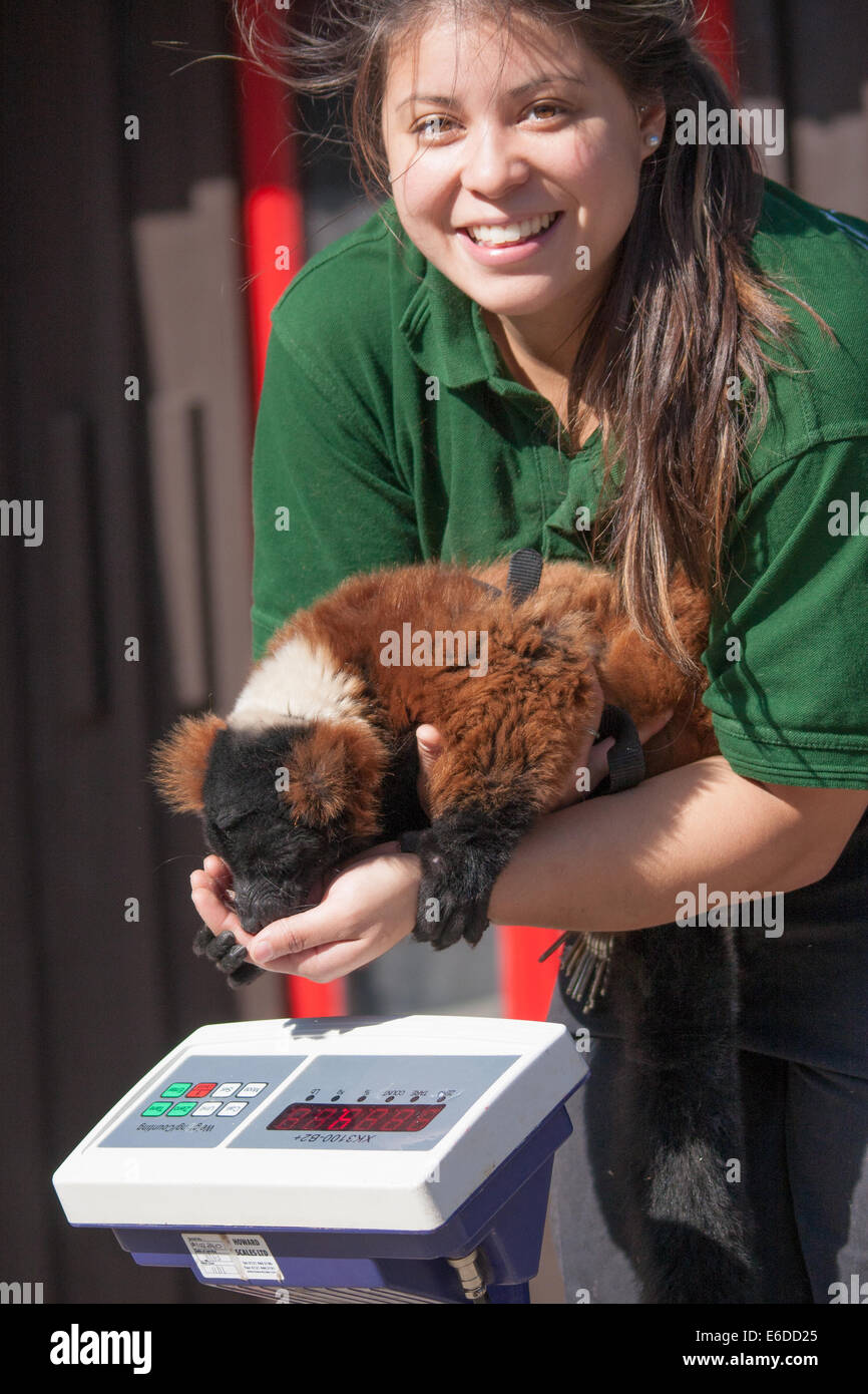 London, UK. 21st Aug, 2014. Zookeeper Angel Lawson weighs Sid, the red-ruffed lemur as ZSL London holds its annual animal weigh and measure day to update their databases. Credit:  Paul Davey/Alamy Live News Stock Photo