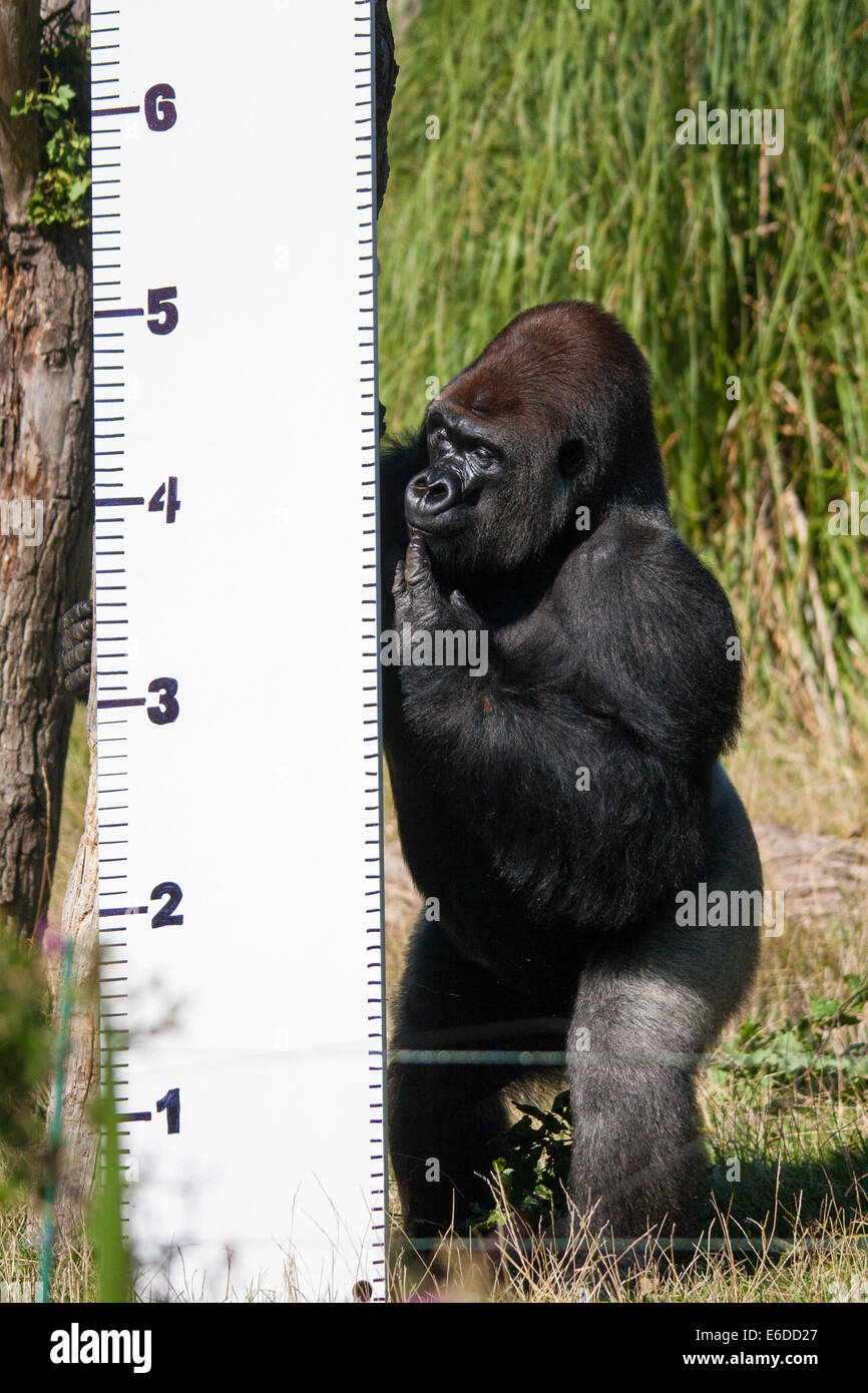 London, UK. 21st Aug, 2014. Kumbuka the silverbacked gorilla ponders the height scale in his enclosure as ZSL London holds its annual animal weigh and measure day to update their databases. Credit:  Paul Davey/Alamy Live News Stock Photo