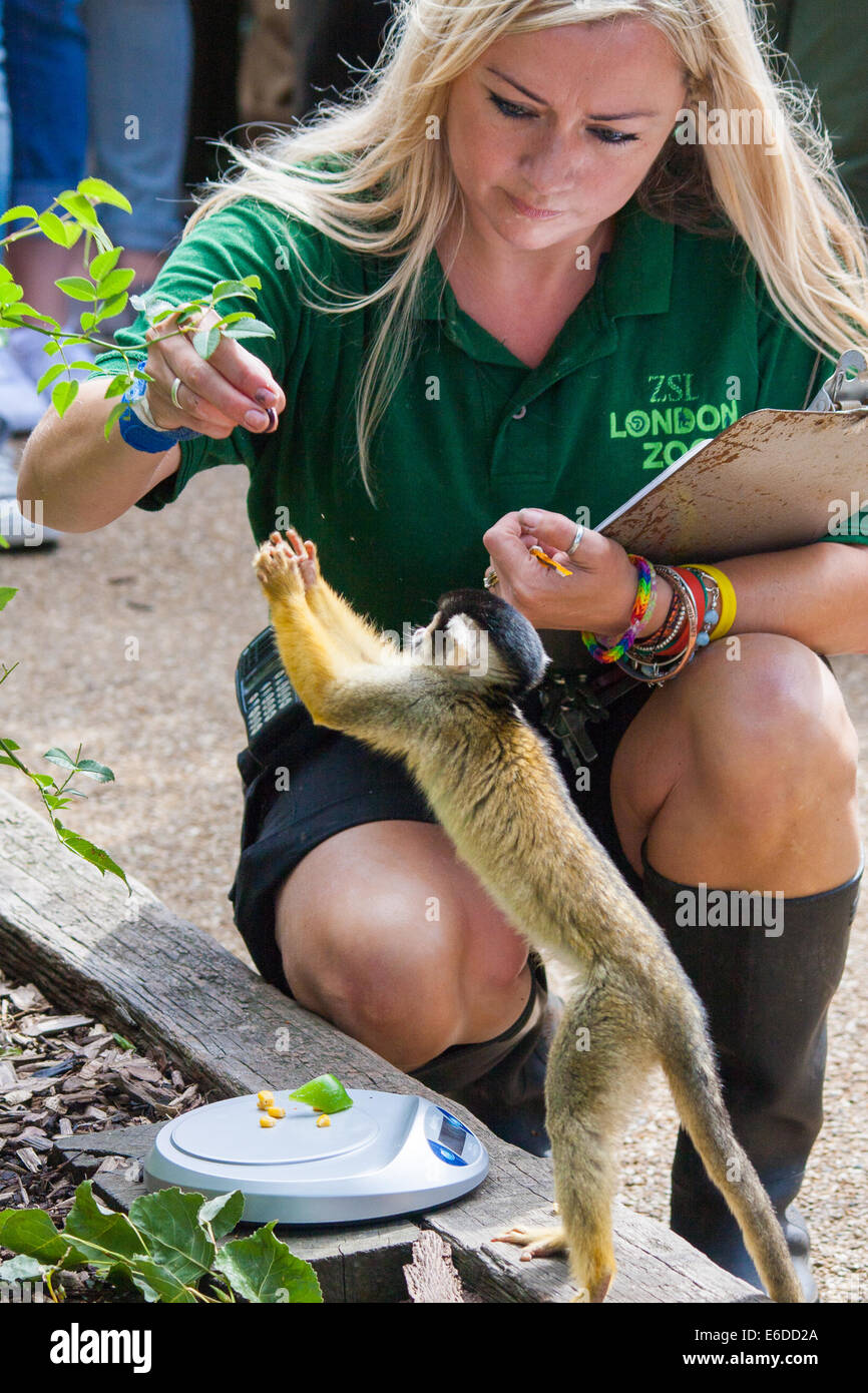 Zookeeper monkey hires stock photography and images Alamy