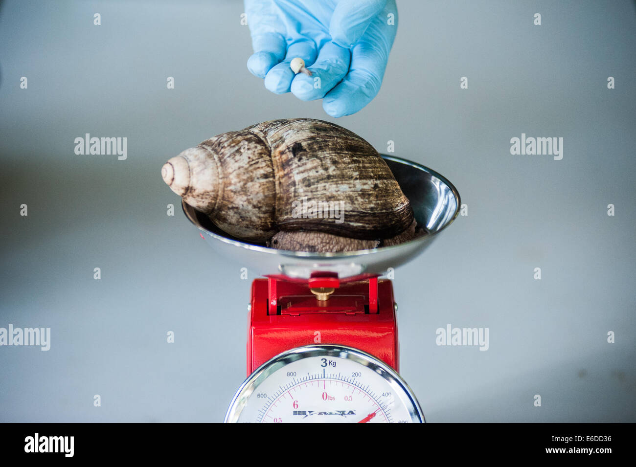 London, UK. 21st Aug, 2014. an African Land snail ( 480 g ) stands on a