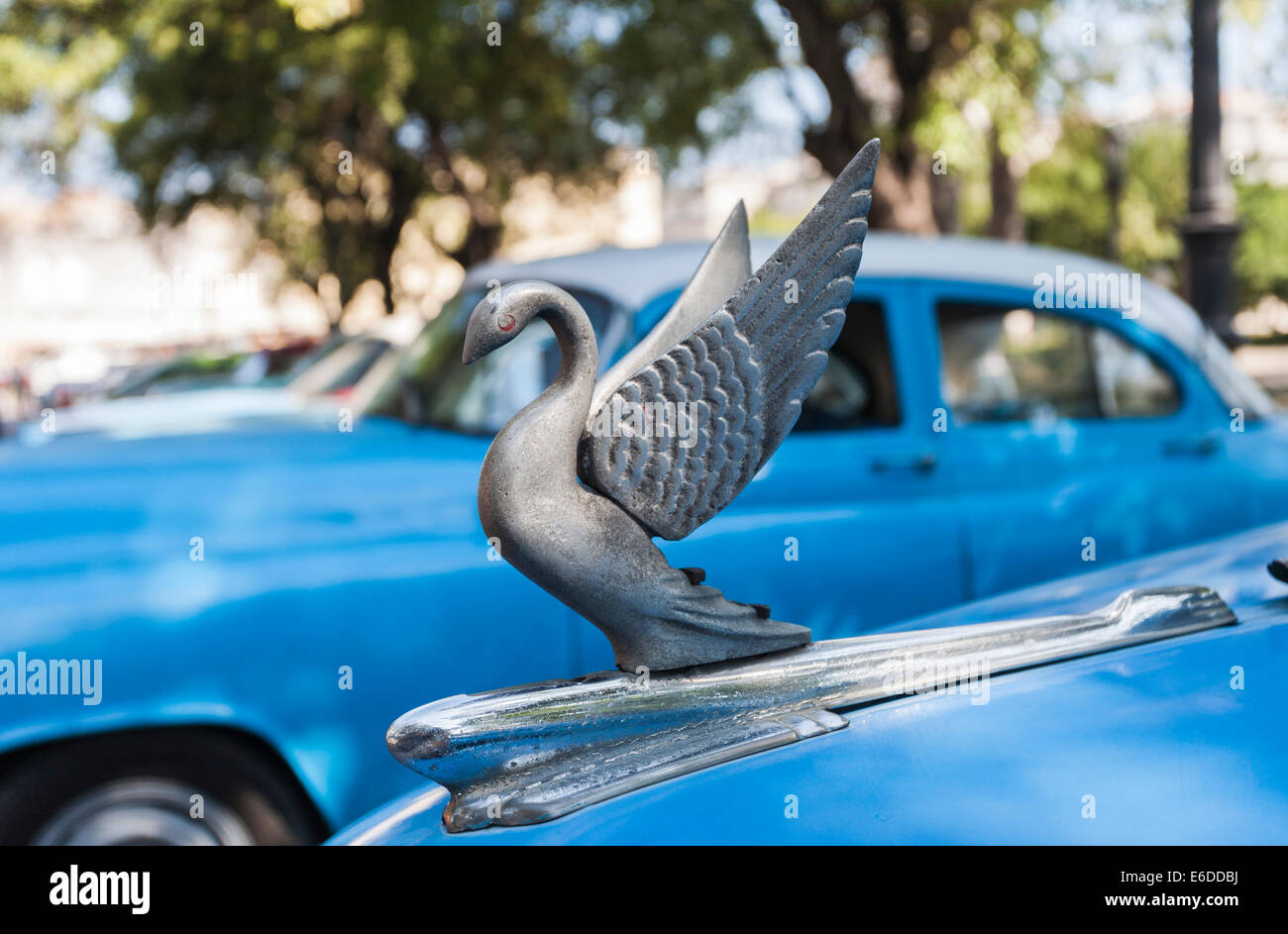 Flying bird hood ornament on the of a vintage blue Chevrolet in