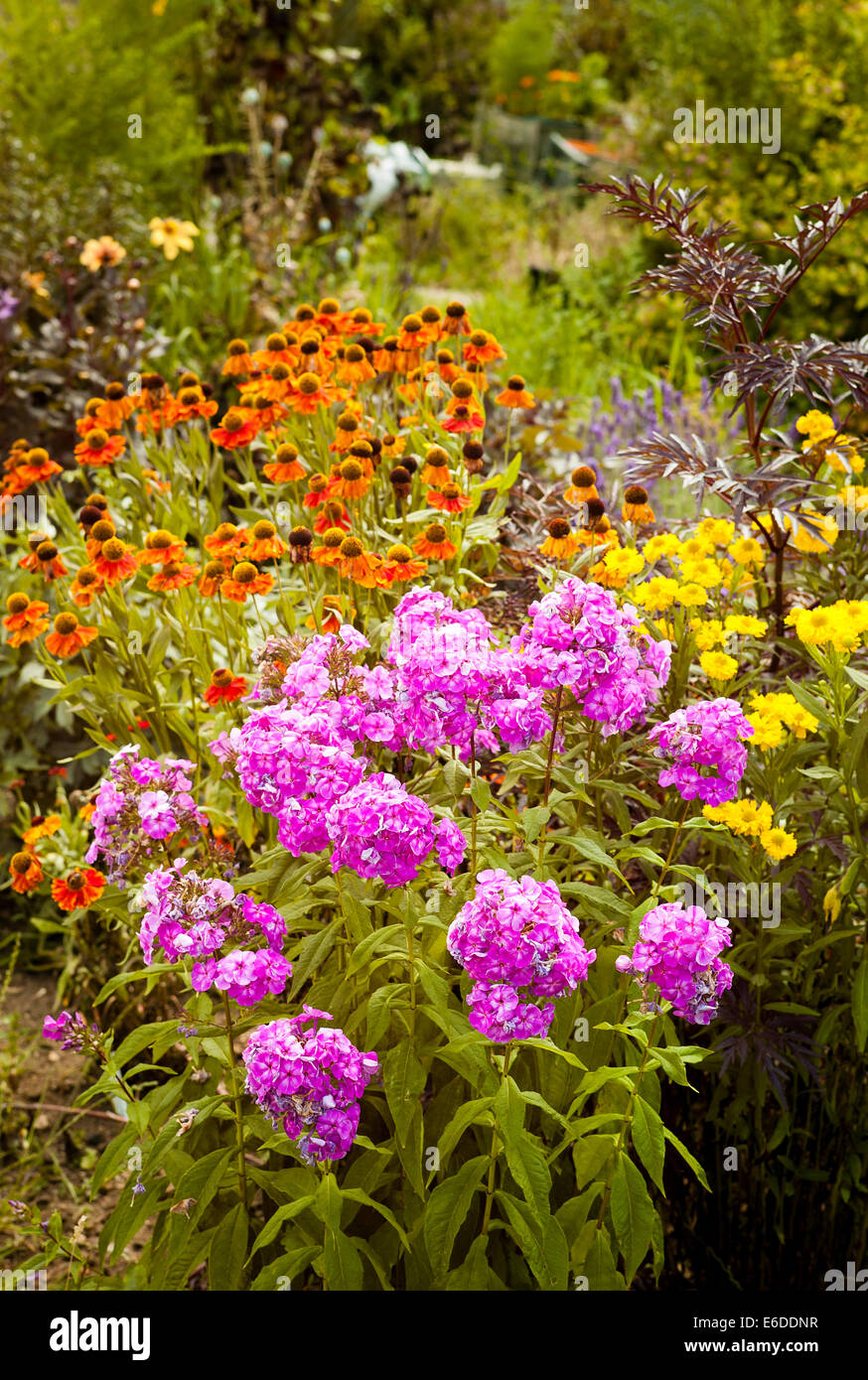 Phlox in a small herbaceous borderz Stock Photo