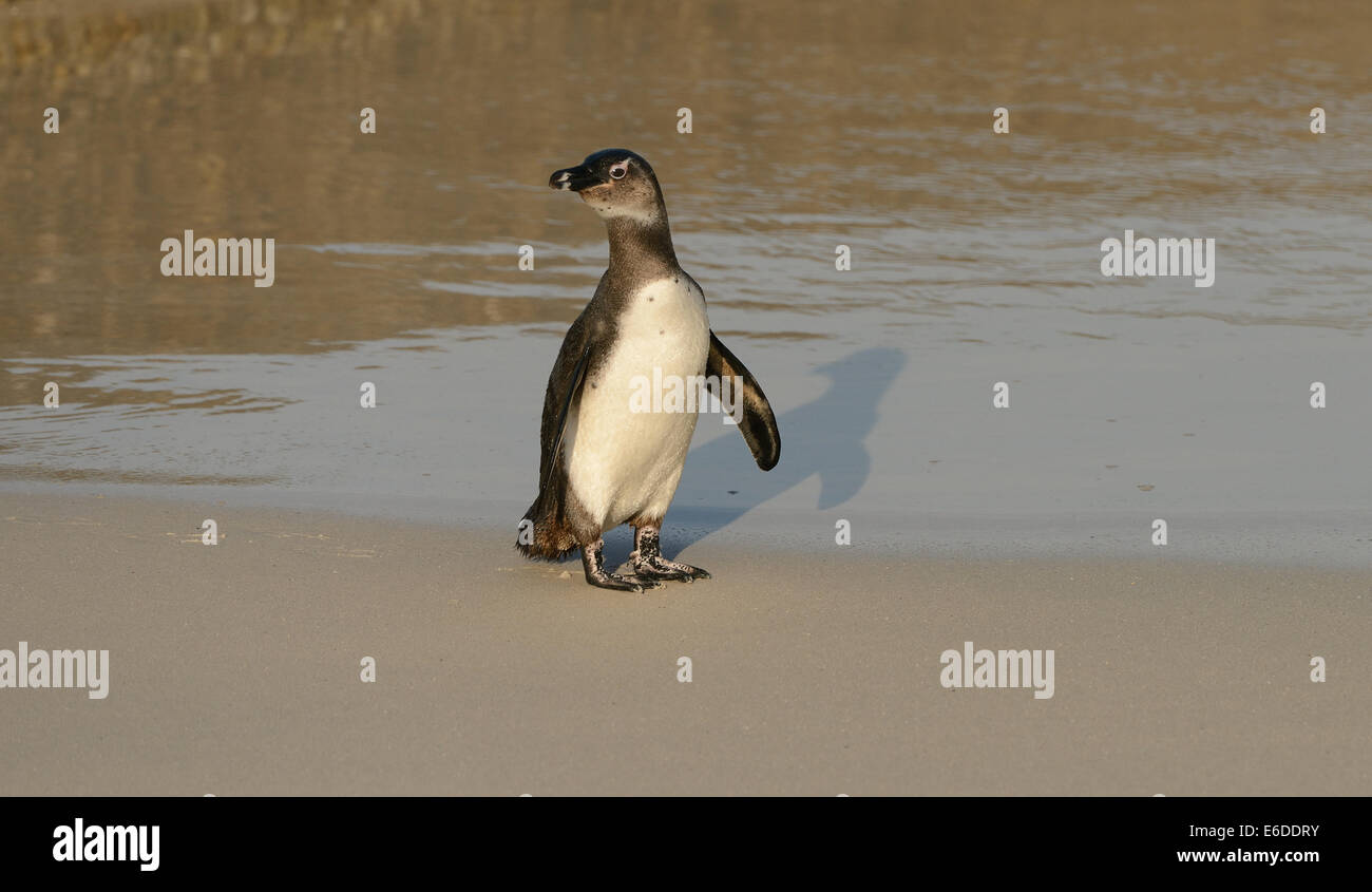 Juvenile African Penguin (Spheniscus demersus) on the walk, following it's shadow, at a beach near Cape Town in South Africa. Stock Photo