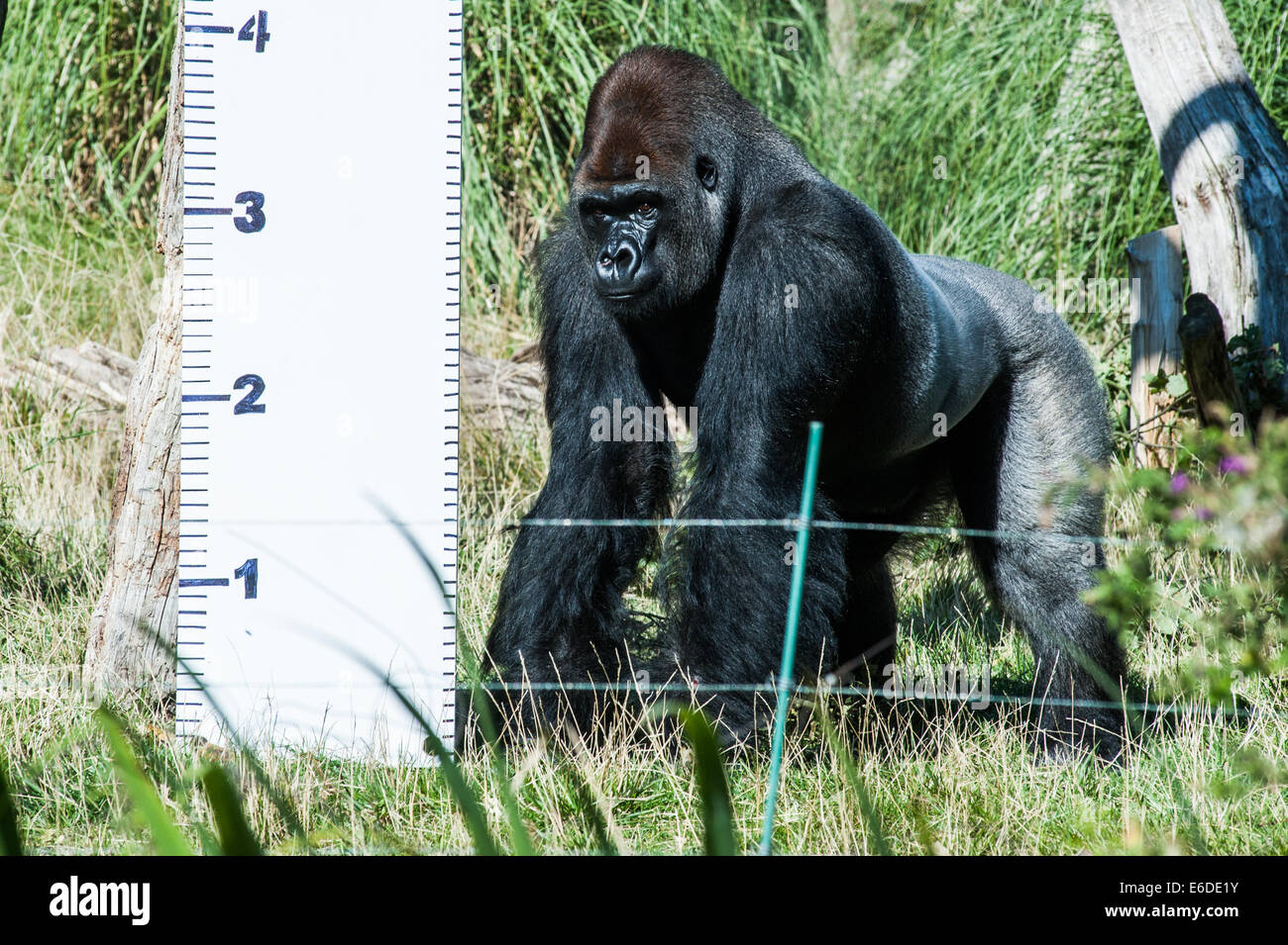 London, UK. 21st Aug, 2014. 7ft tall Kumbuka, the silverback Western Lowland gorilla, weighing 191.8 Kg, is measured during the ZSL London Zoo’s annual animal weigh-in London. Zookeepers spend hours each year recording every animal’s vital statistics, enabling them to keep a close check on their overall well-being. Credit:  Piero Cruciatti/Alamy Live News Stock Photo