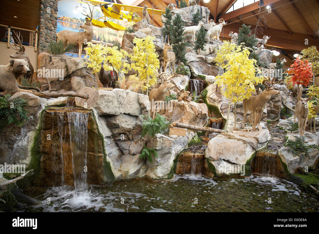 Huge wildlife display inside Cabela's, a hunting, shooting, fishing and  camping retail outlet in Minneapolis, USA Stock Photo - Alamy