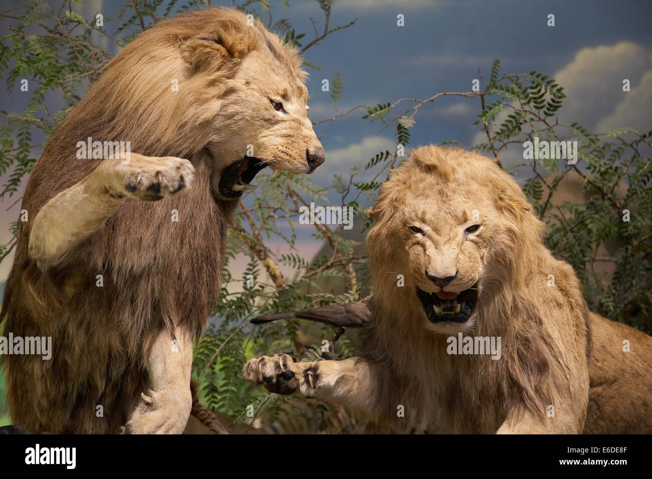 Stuffed lions on display in Carbella's, a Hunting, shooting fishing retail outlet in Minneapolis, Minnesota,USA Stock Photo