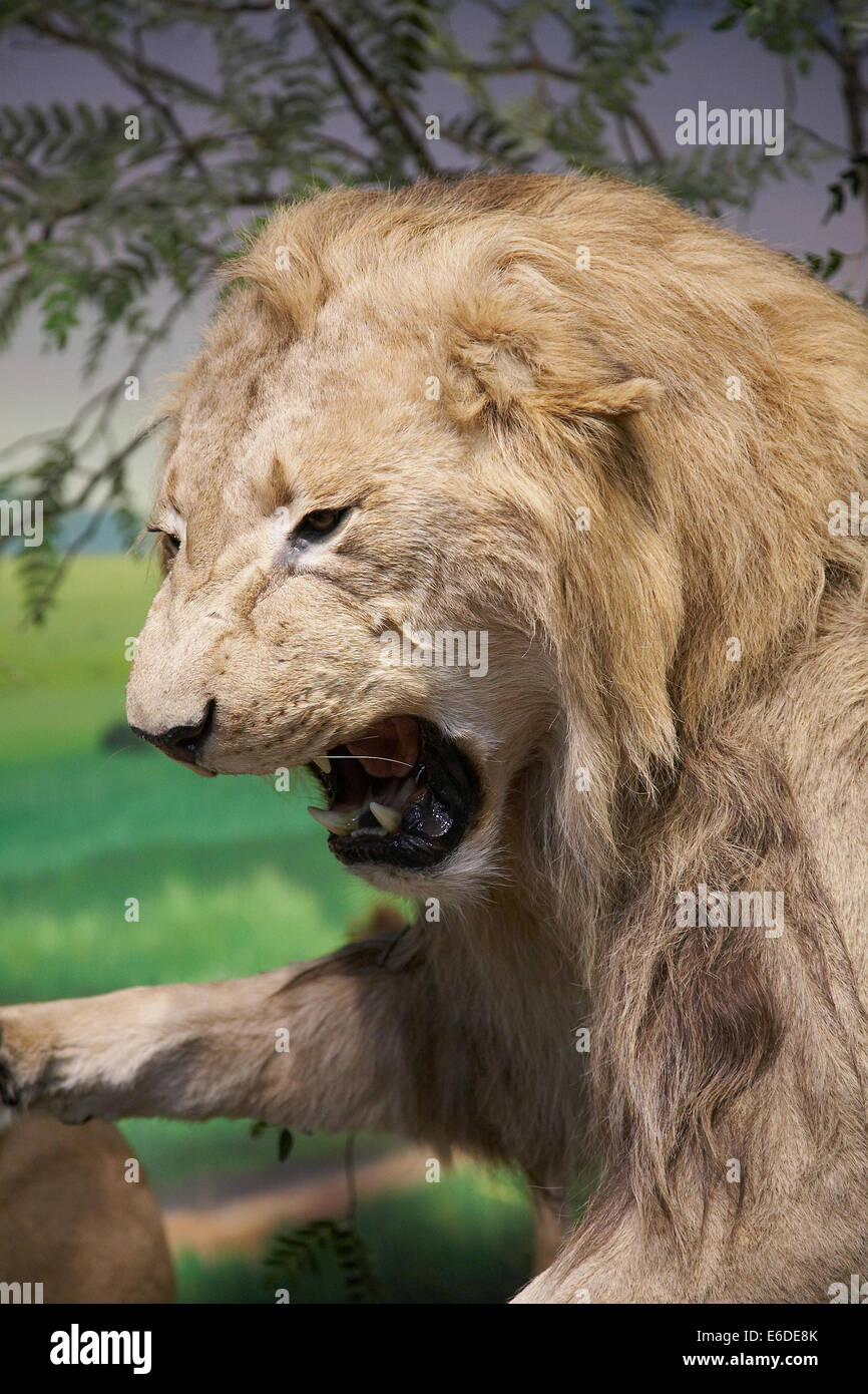 Stuffed lions on display in Carbella's, a Hunting, shooting fishing retail outlet in Minneapolis, Minnesota,USA Stock Photo
