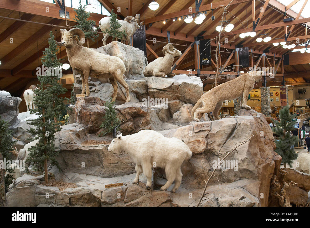 Cabelas store hi-res stock photography and images - Alamy