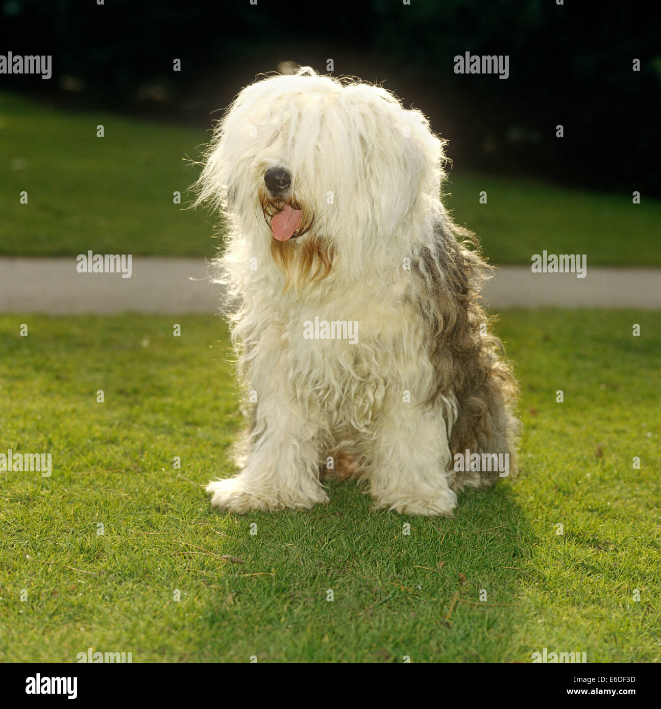 Old English sheepdog outdoors Stock Photo