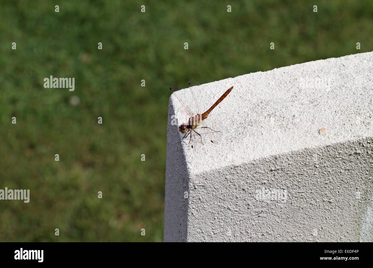 Dragonfly on a headstone in the Arnhem Oosterbeek Cemetery in Oosterbeek, near Arnhem, Gelderland, Netherlands. Stock Photo