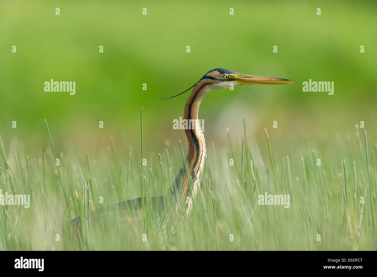 Purple heron in a reedbed in la Dombes region, Ain department, France Stock Photo