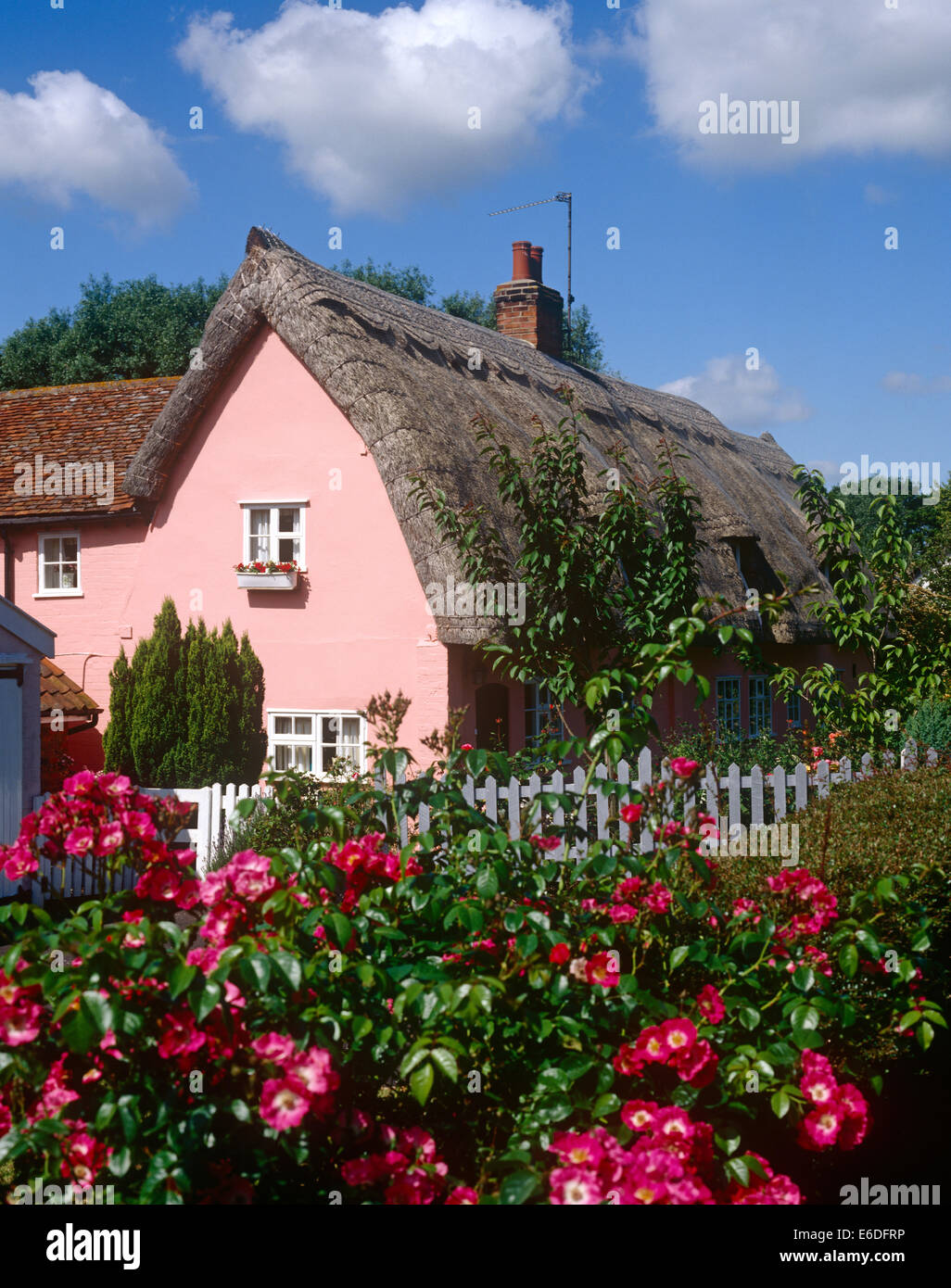 Traditional thatched roof pink cottage Monks Eleigh Suffolk UK Stock Photo