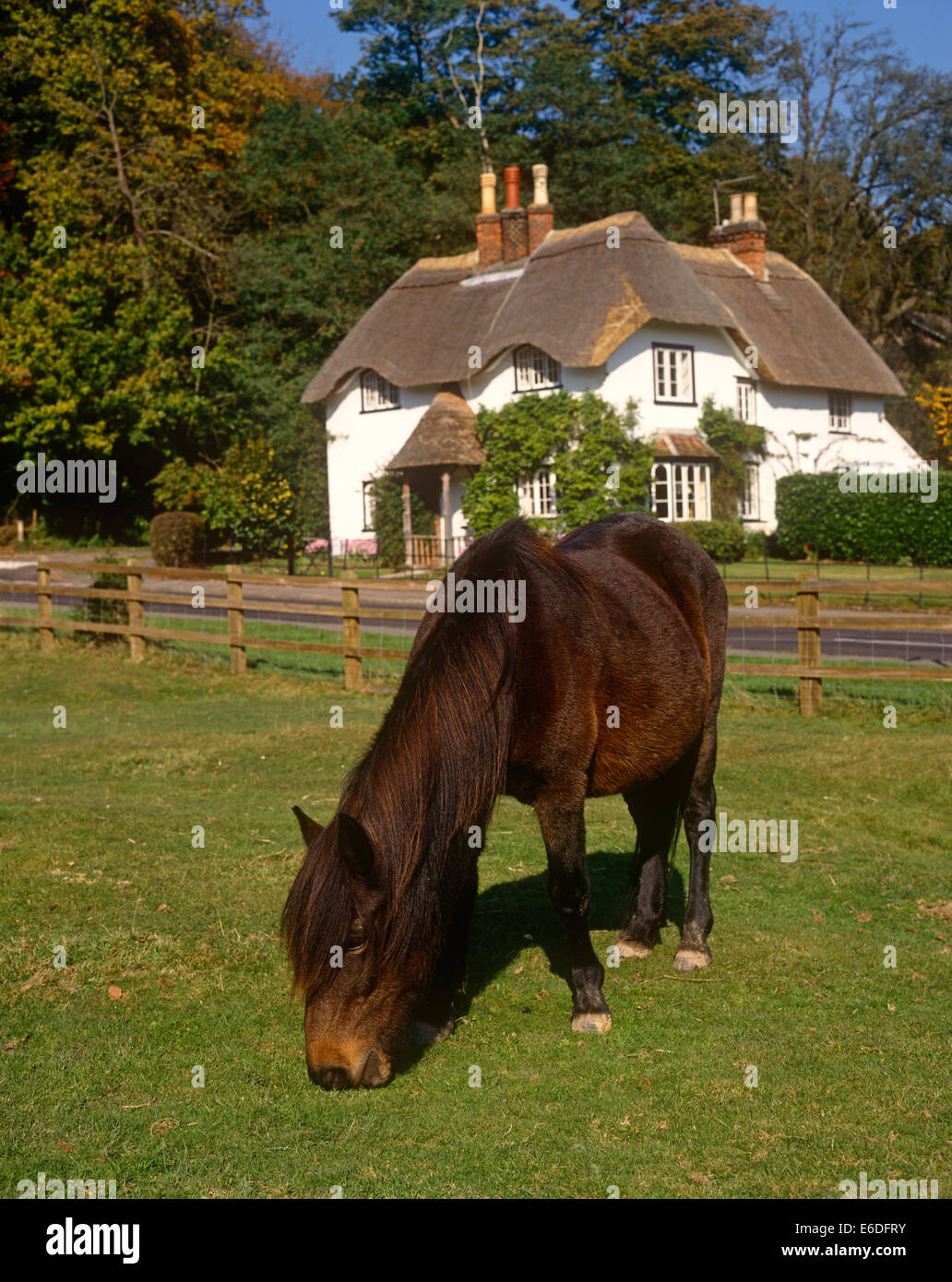 New Forest pony Swan green Lyndhurst Hampshire UK Stock Photo
