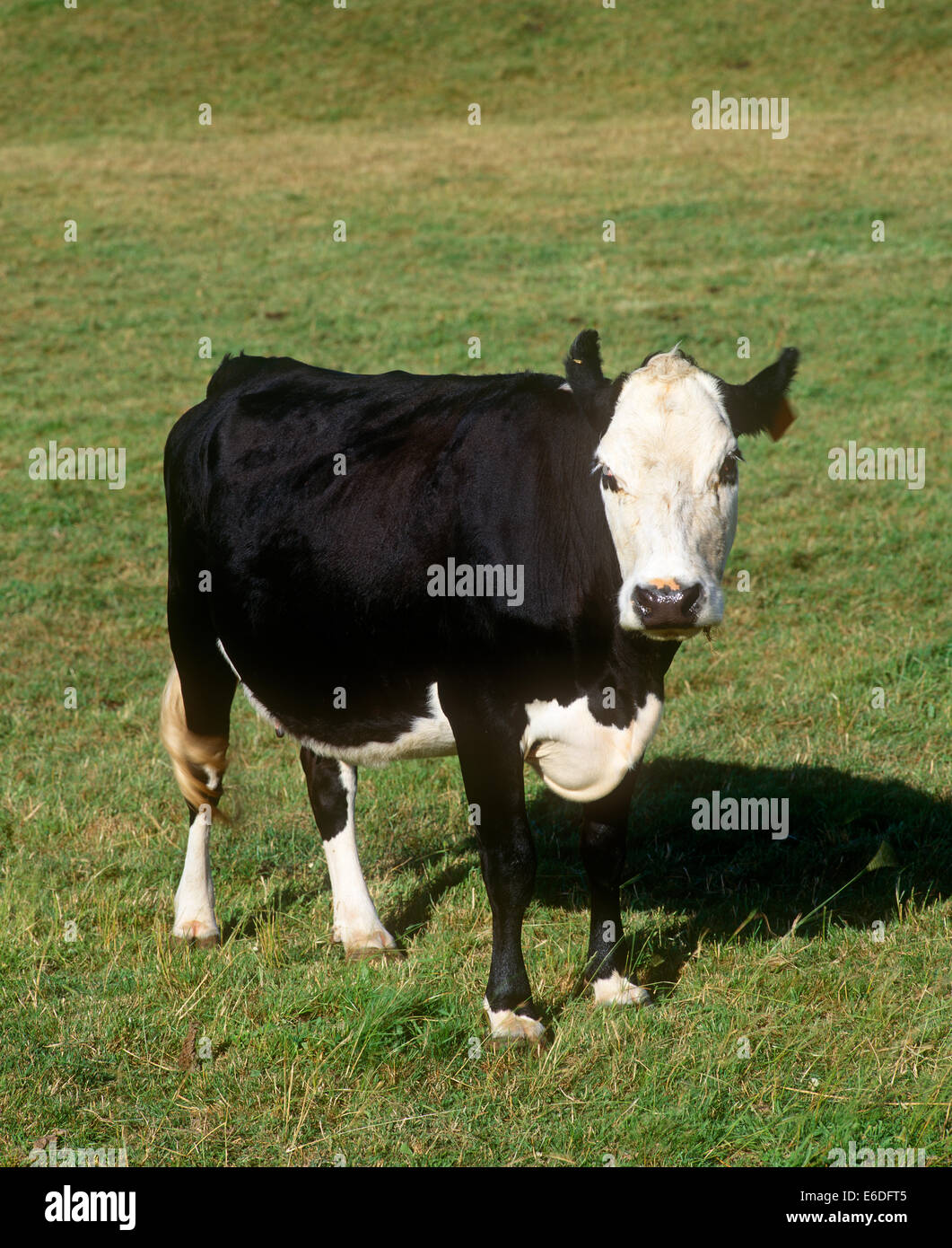 A cow standing outside on grass Stock Photo