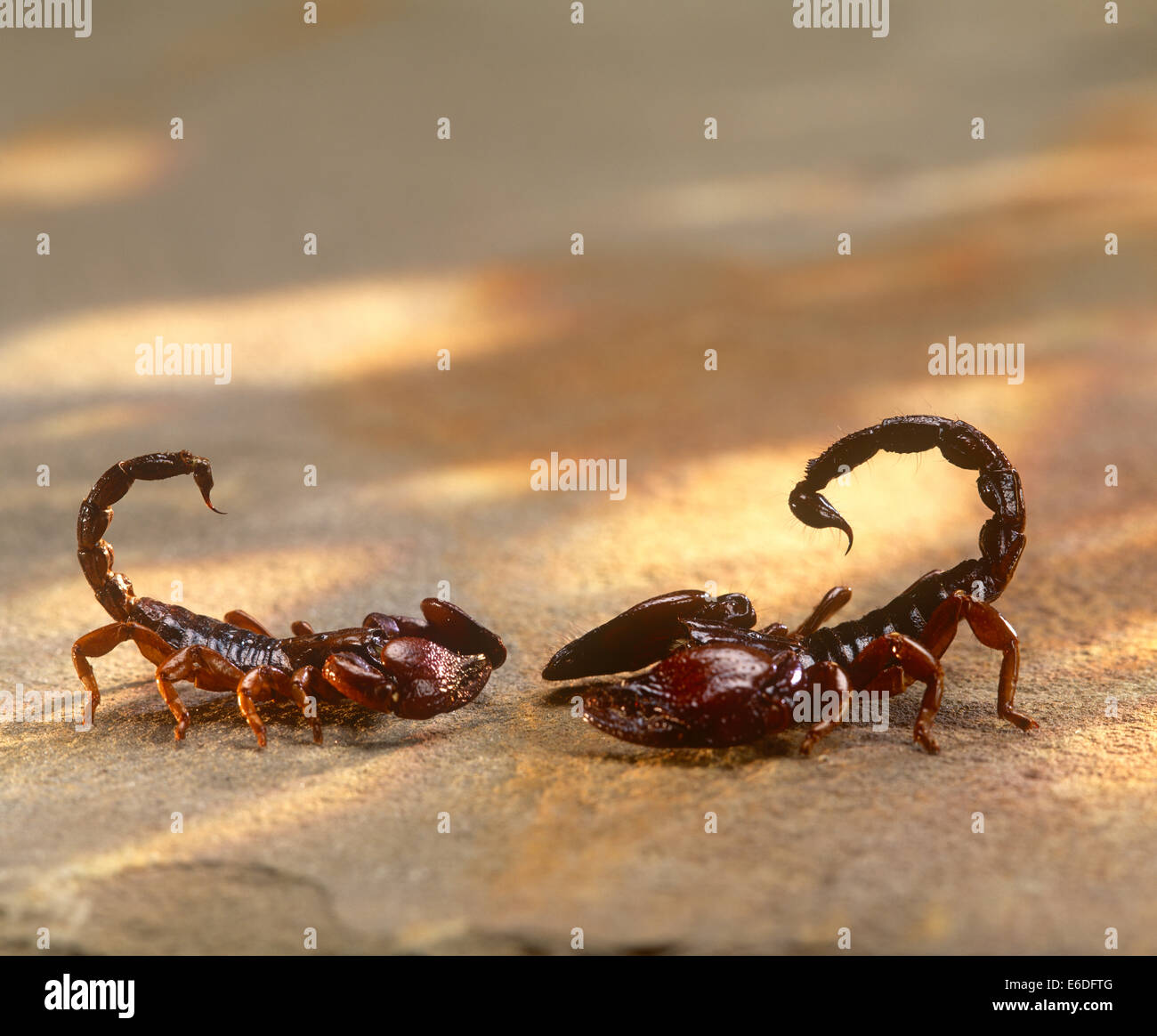 Two scorpions facing each other Stock Photo