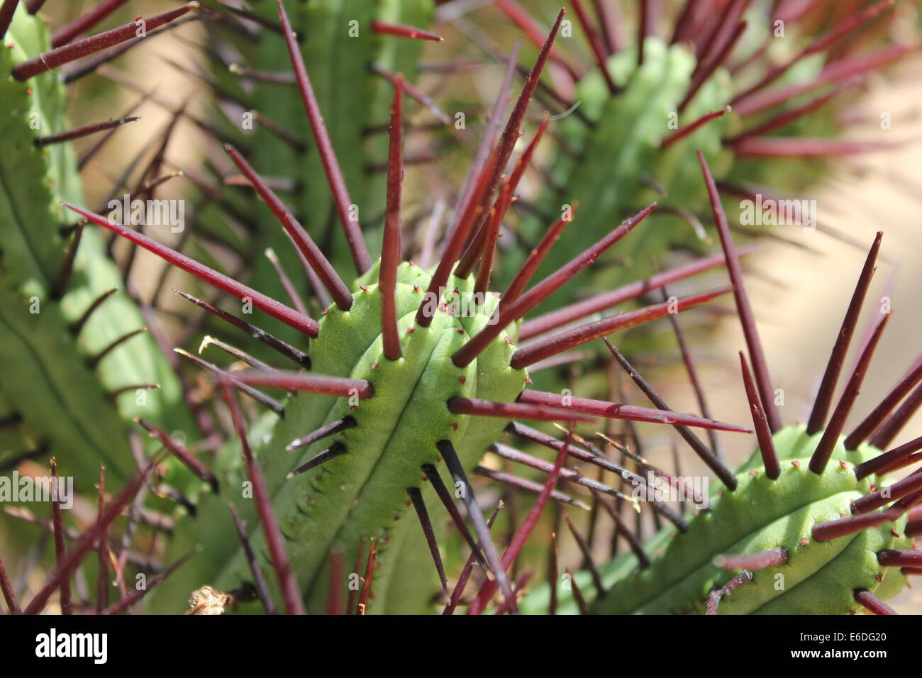 Cactus close up with purple spikes Stock Photo