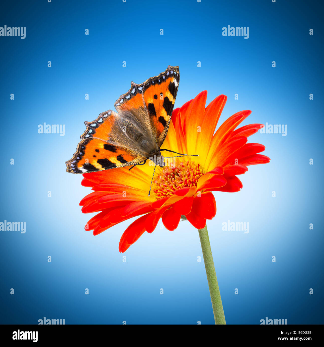 butterfly on orange flower isolated Stock Photo