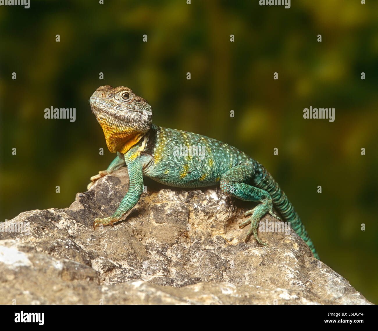 Lizard sitting on a rock Stock Photo