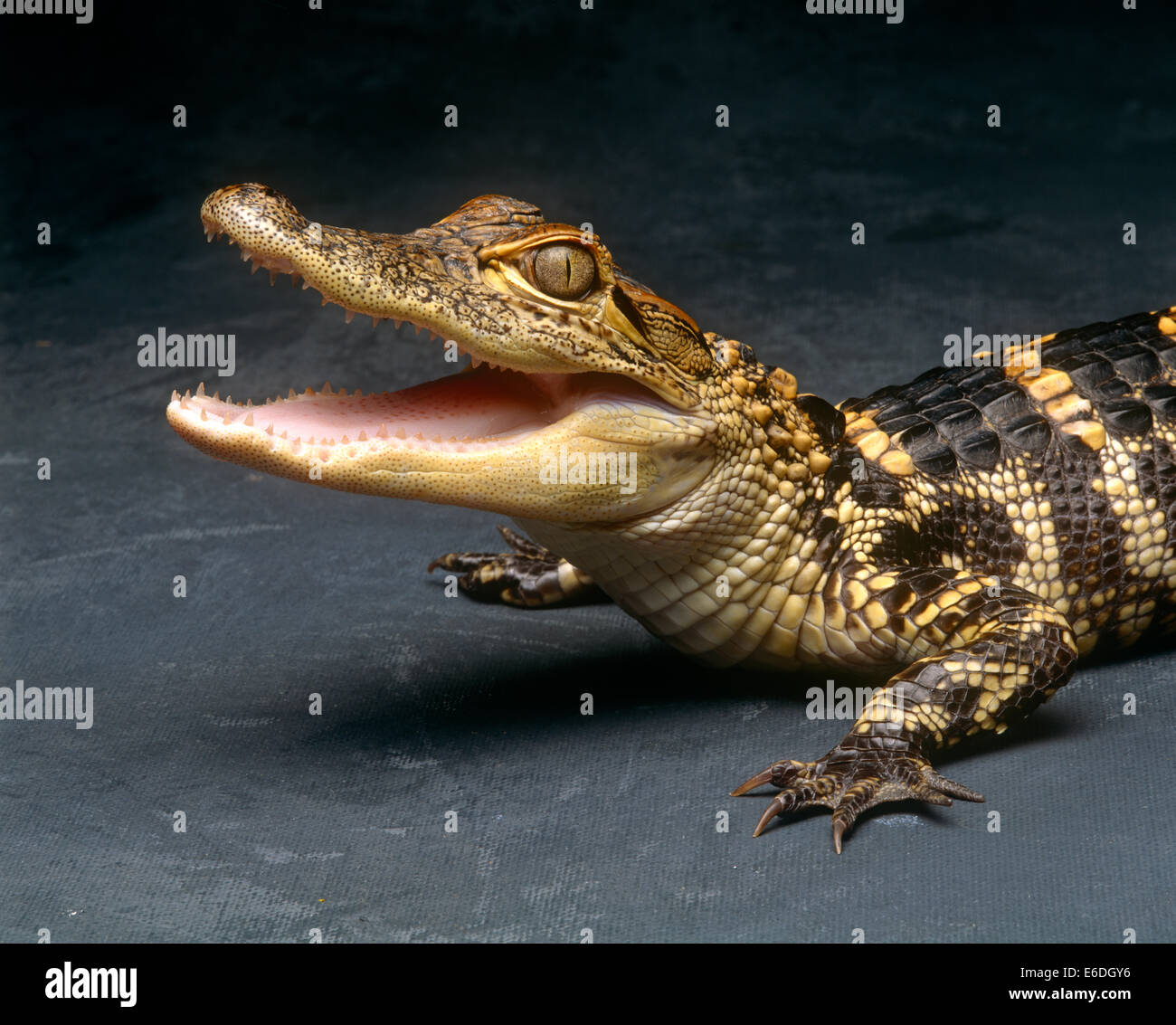 Crocodile with its mouth open looking into the camera Stock Photo