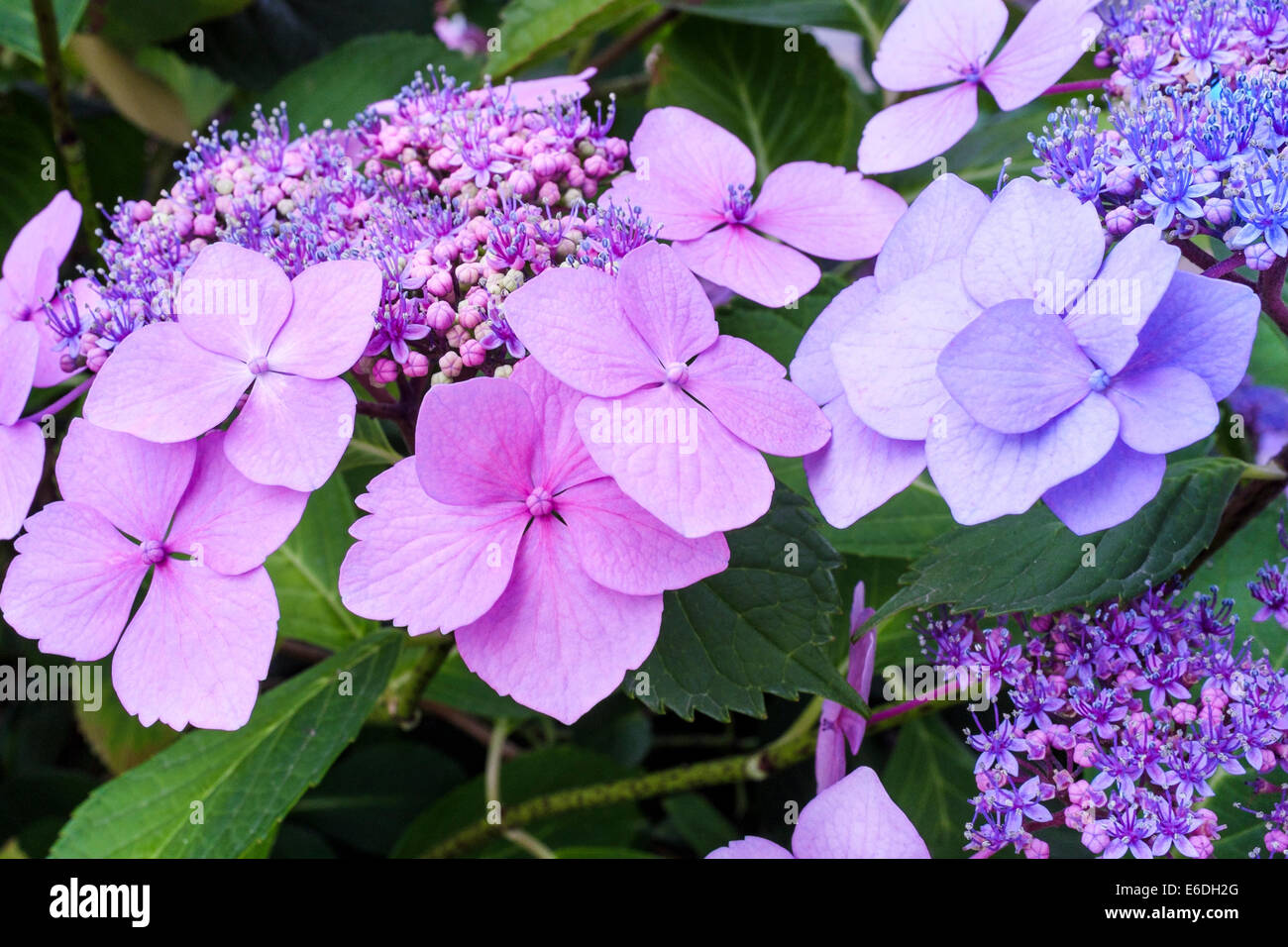 Lacecap Hydrangea (H. macrophylla normalis Stock Photo Alamy