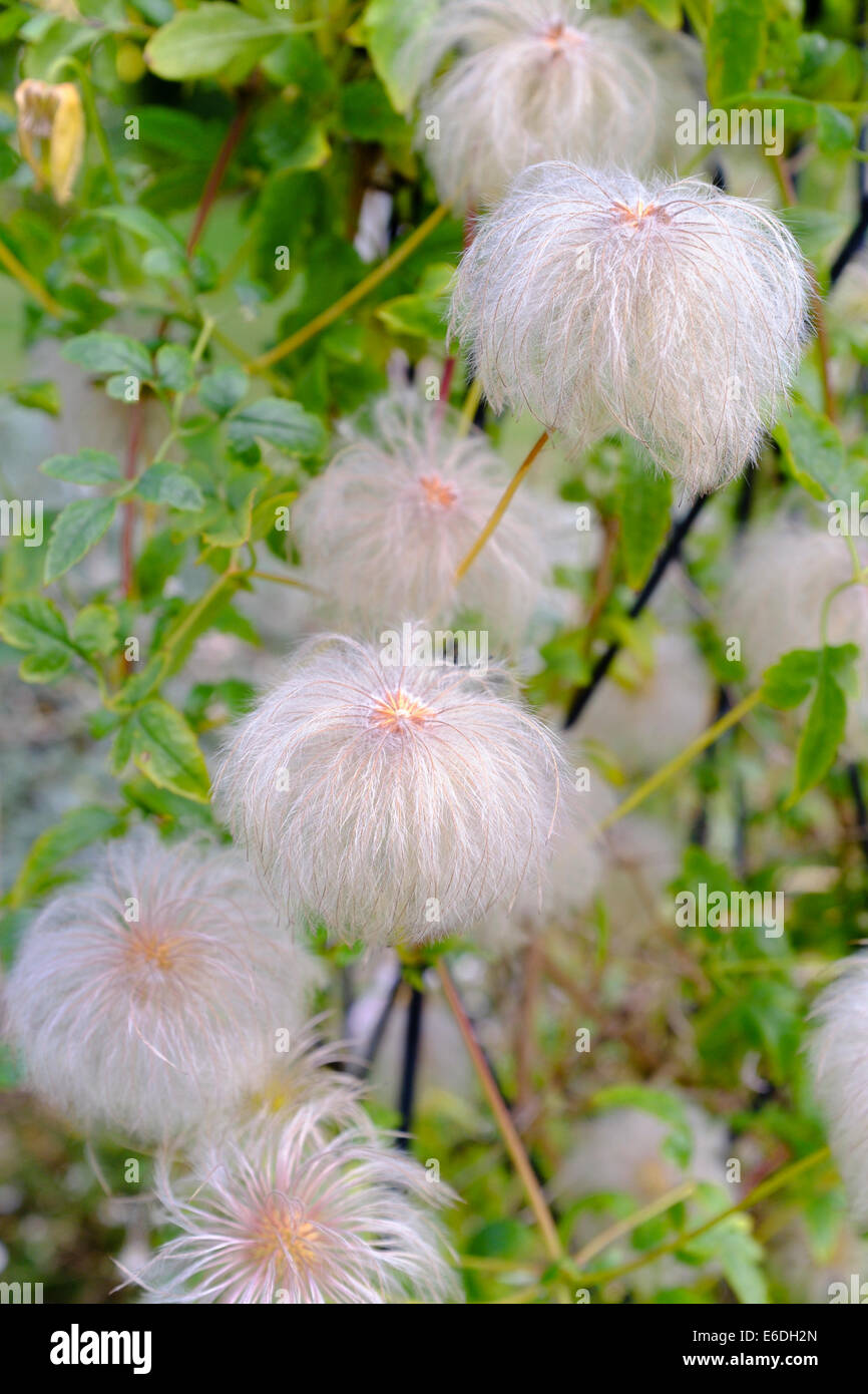 Clematis tangutica seed heads Stock Photo