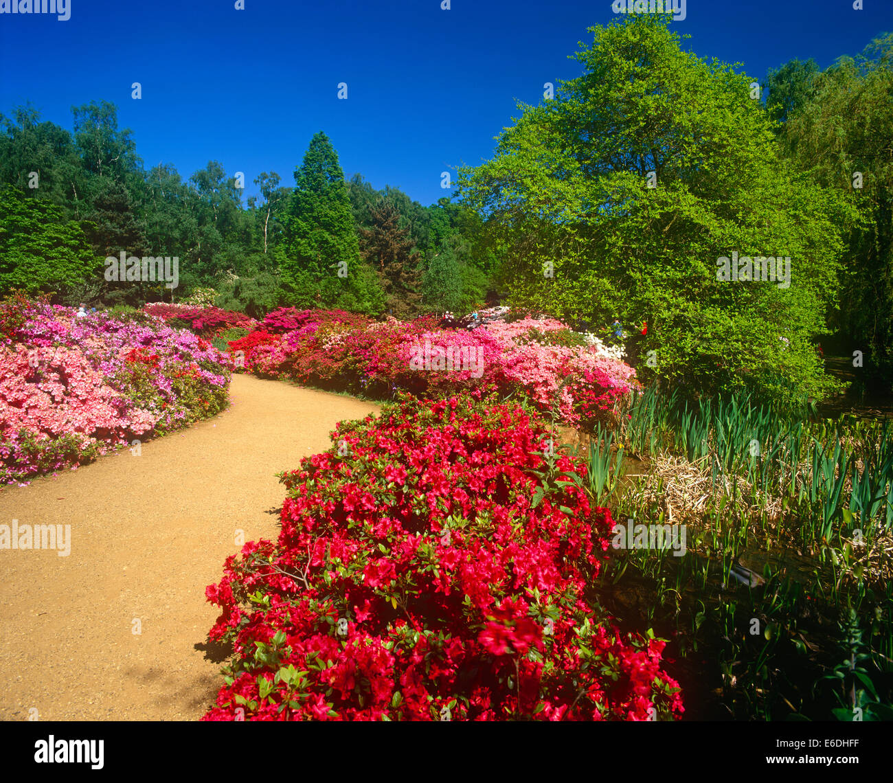 Isabella plantation richmond surrey UK Stock Photo