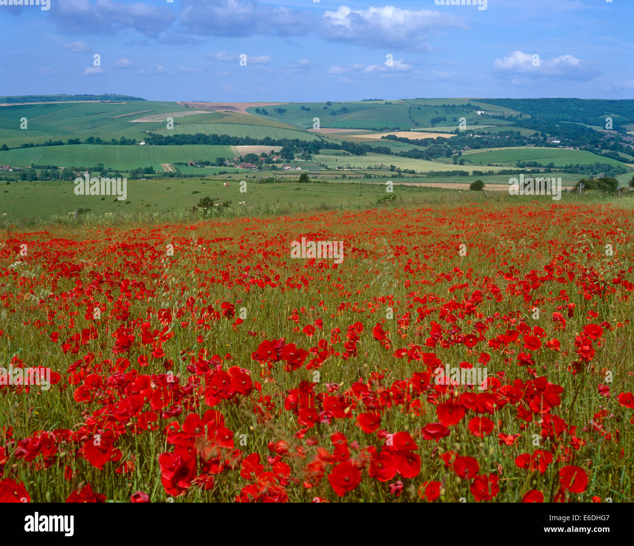 The flowers on Trumleigh Hill Eastbourne East Sussex UK Stock Photo