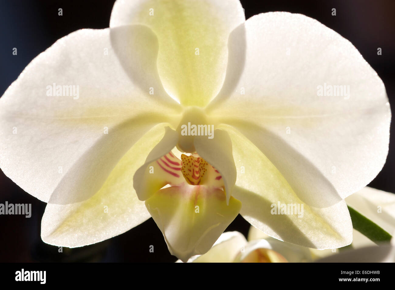 Close up image of white orchid flower showing the translucent petals.  Back lit with a dark background. Stock Photo