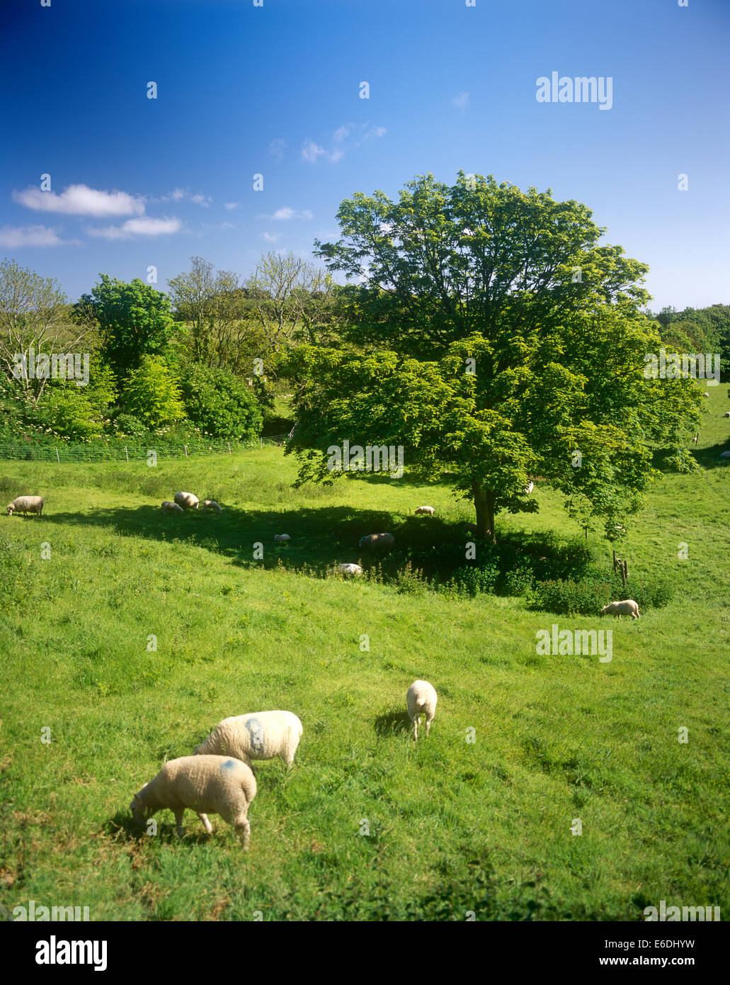 Rural Sark Island Channel Islands Stock Photo