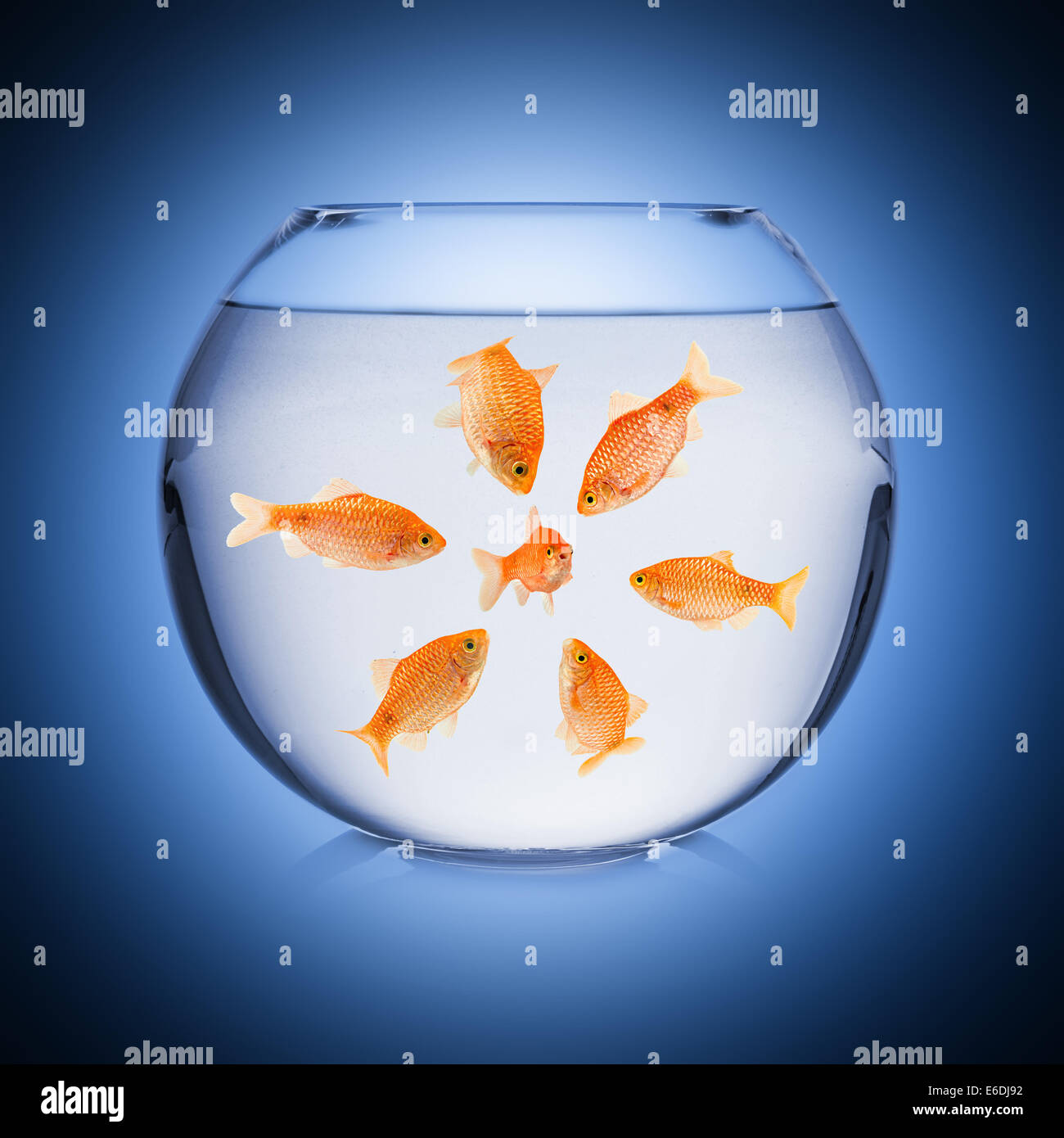 mobbing concept in fish bowl Stock Photo