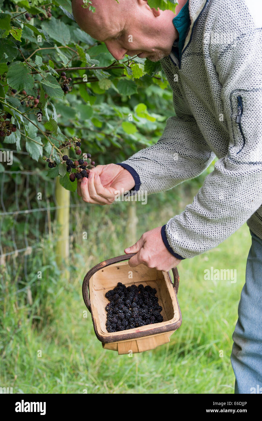 Man picking blackberries into a basket in the English countryside Stock Photo