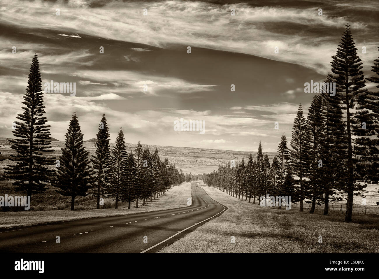 Main Road on Lanai lined with Cook Island Pines. Lanai, Hawaii Stock Photo