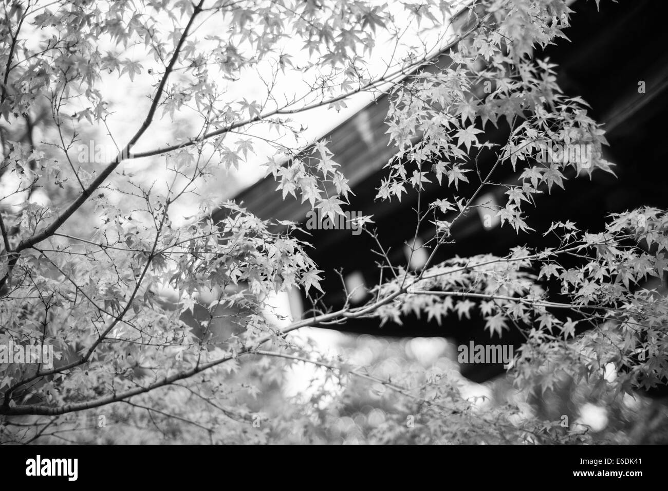 Leaves against a roof in Kyoto Stock Photo