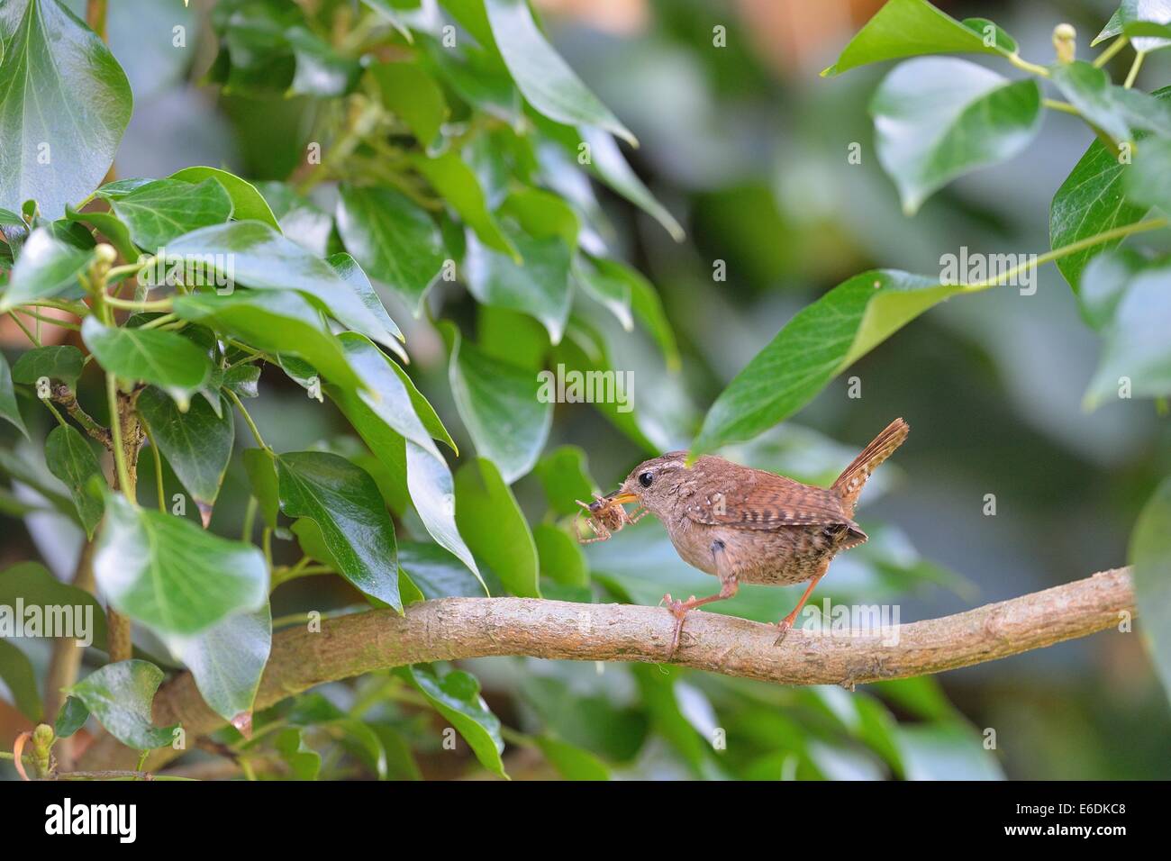 Wren (Troglodytes troglodytes) with prey in the bill (spider) to feed its chicks in nest Stock Photo