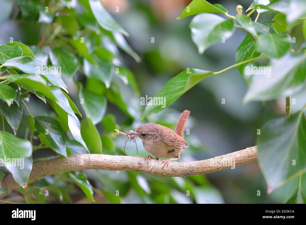 Wren (Troglodytes troglodytes) with prey in the bill (spider + caterpillar) to feed its chicks in nest Stock Photo