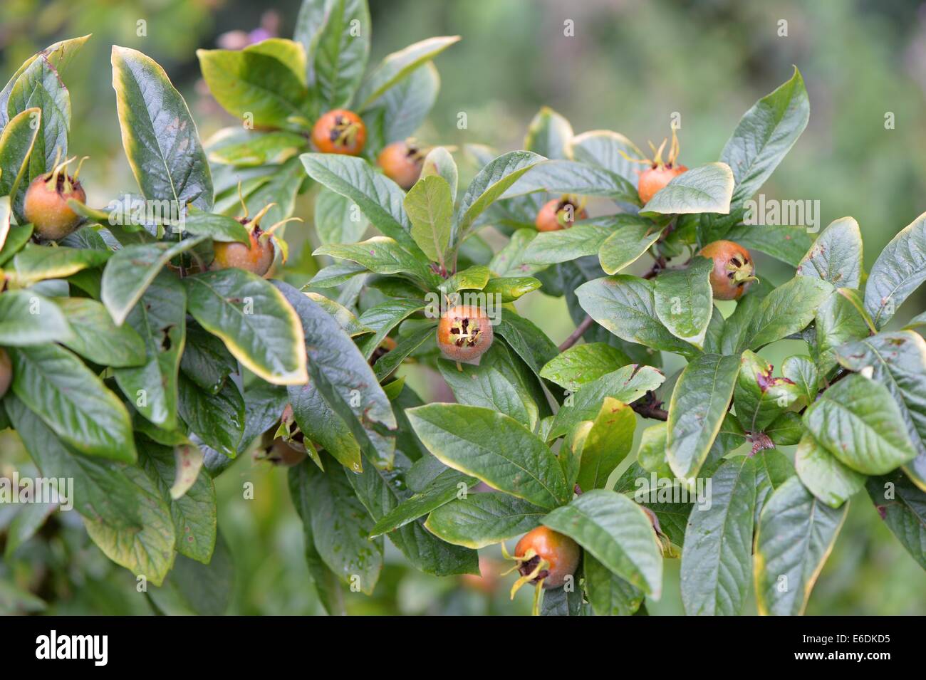 Medlar tree (Mespilus germanica) in fruit in summer Stock Photo