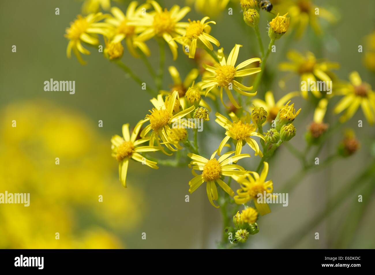 Oxford Ragwort (Senecio squalidus) flowering in summer Stock Photo