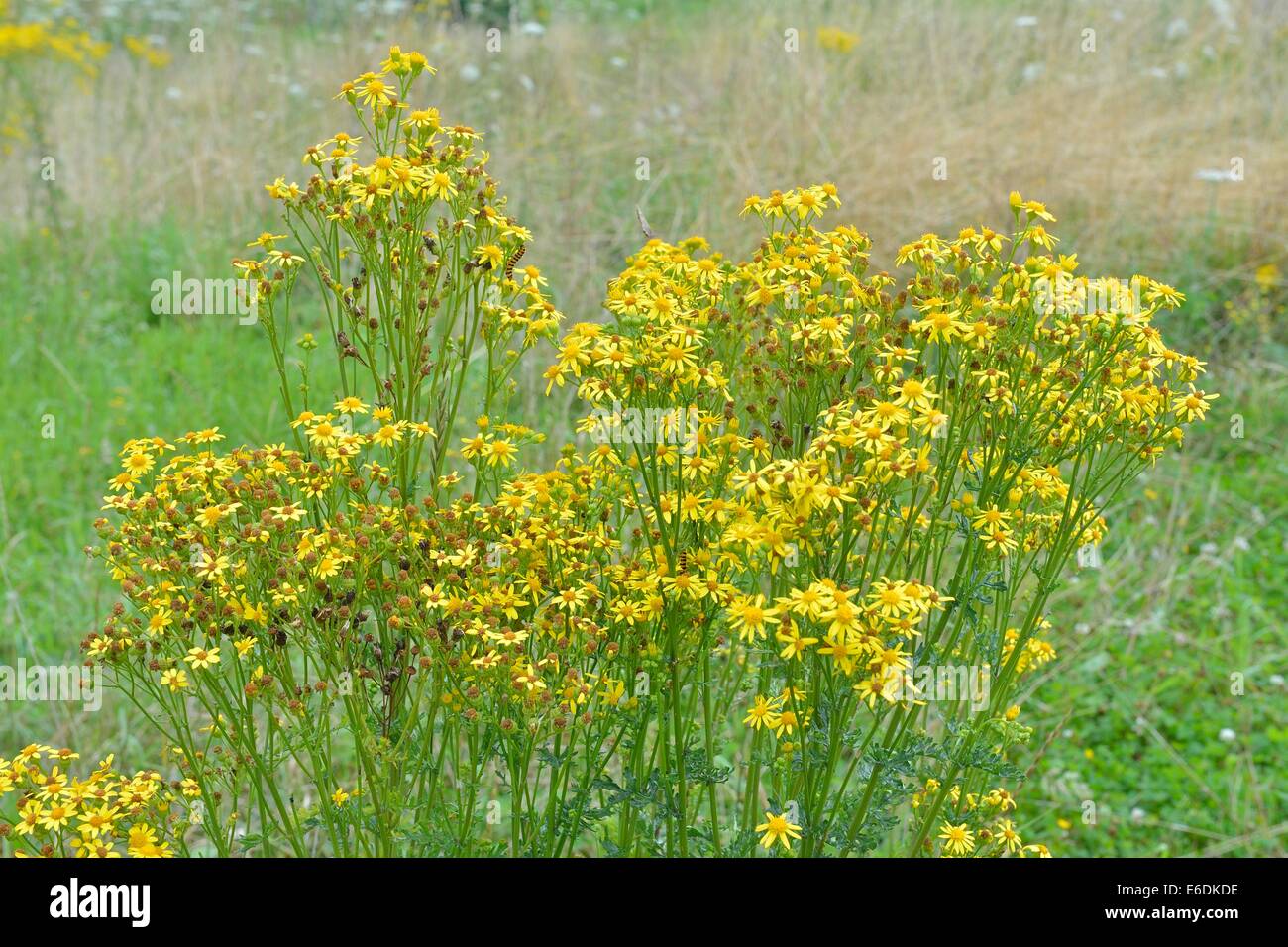 Oxford Ragwort (Senecio squalidus) flowering in summer Stock Photo