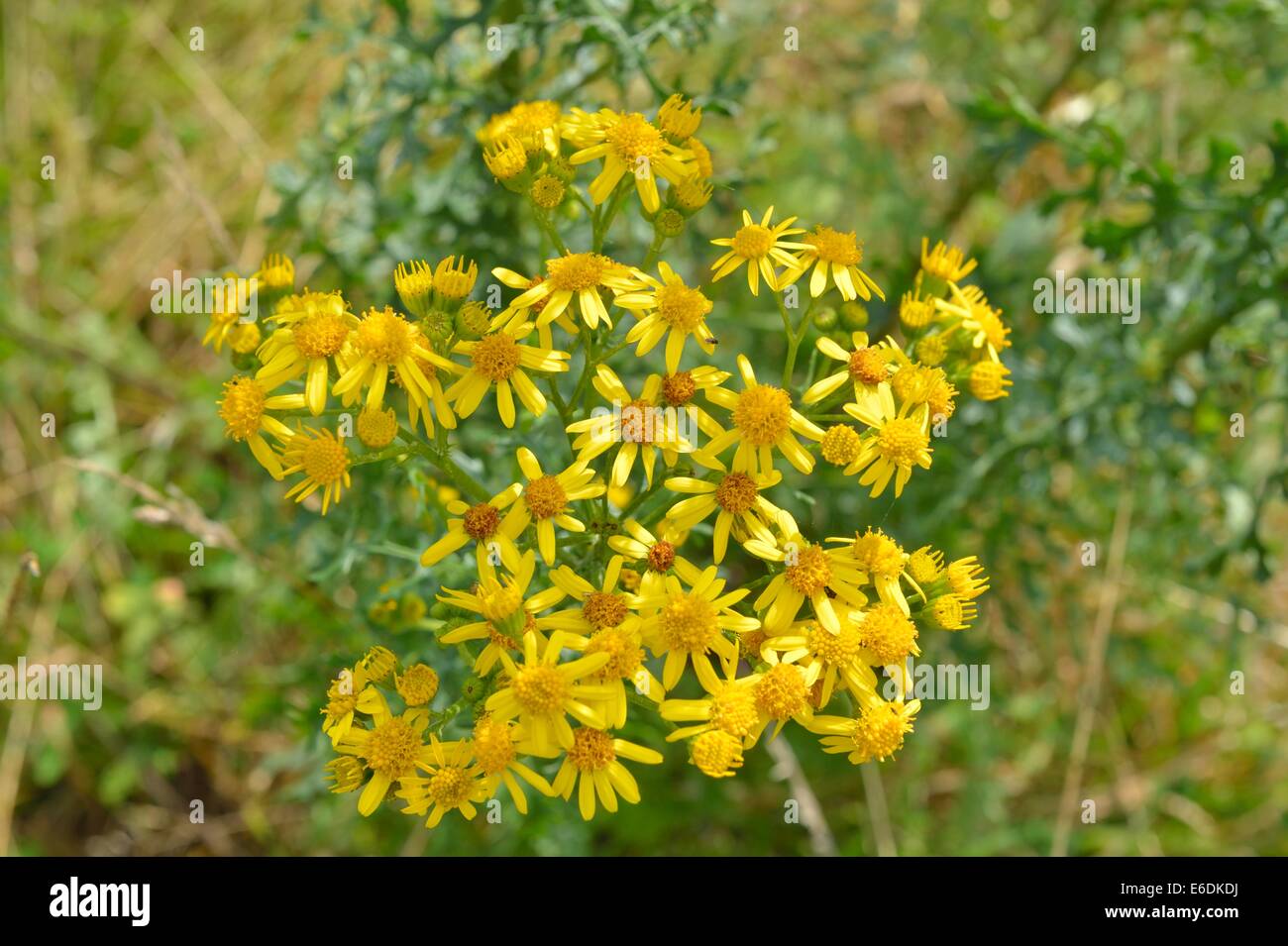 Oxford Ragwort (Senecio squalidus) flowering in summer Stock Photo