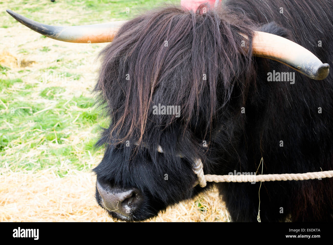 Black highland cow hi-res stock photography and images - Alamy