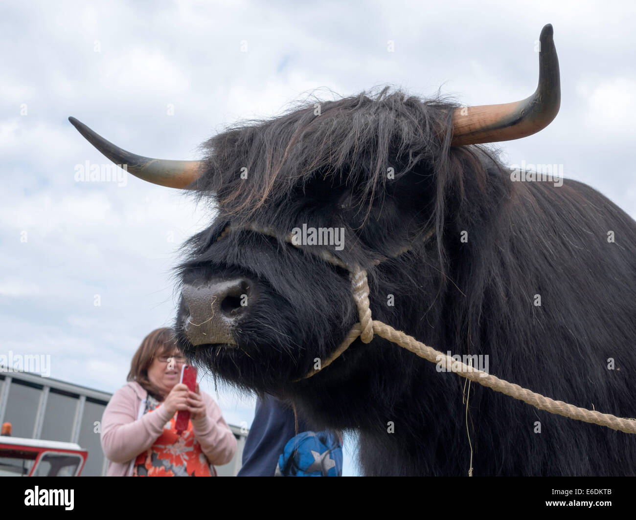 Black highland cow hi-res stock photography and images - Alamy