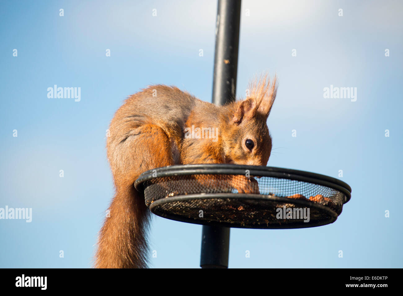 Red Squirrel Bird Feeder Uk Stock Photos Red Squirrel Bird