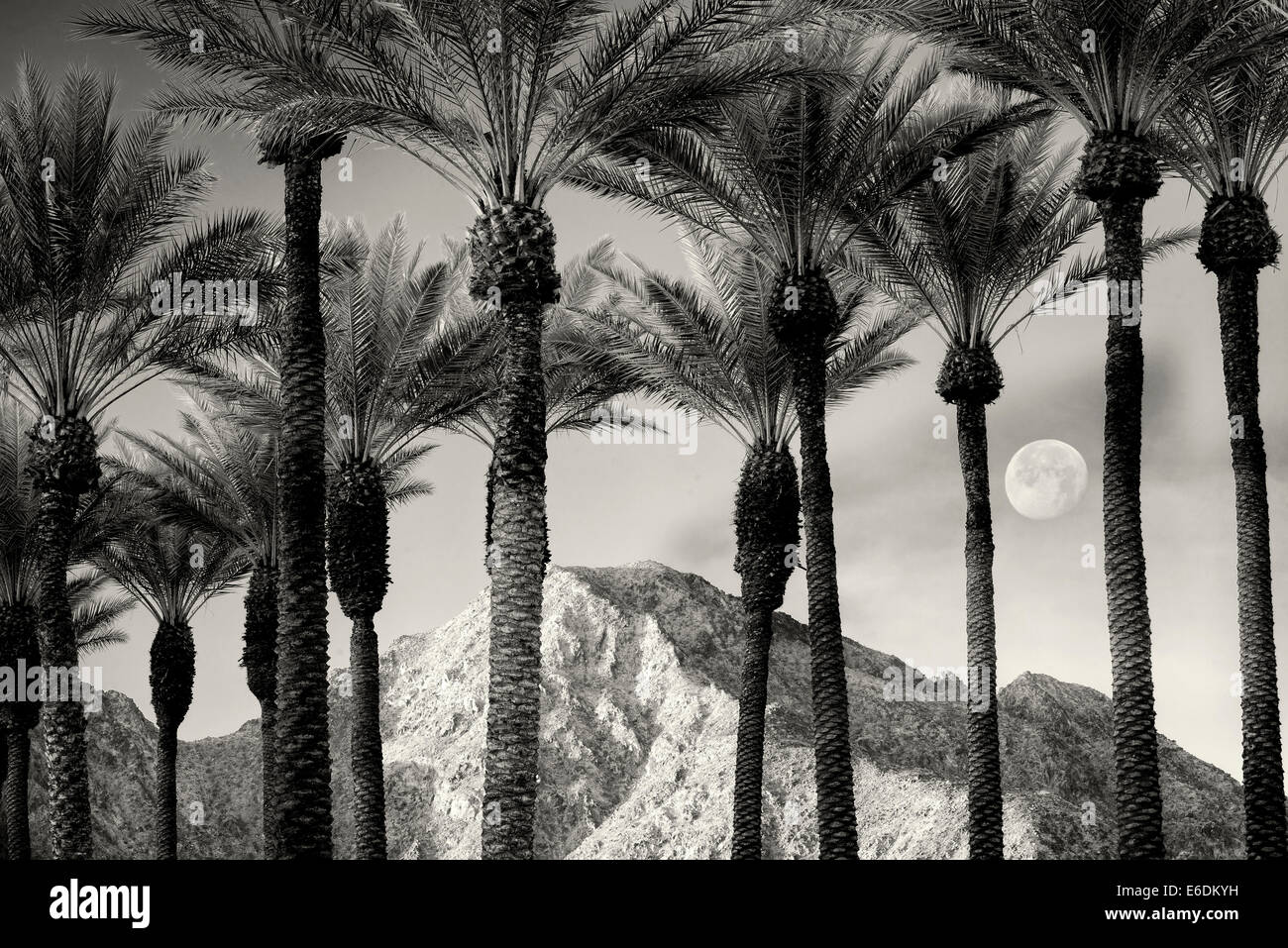 Palm trees with moon, sunrise and Santa Rosa Mountains, California Stock Photo
