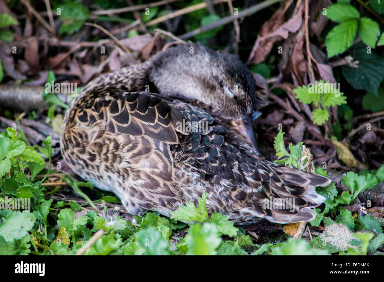 Duck sleeping in nature park Stock Photo Alamy