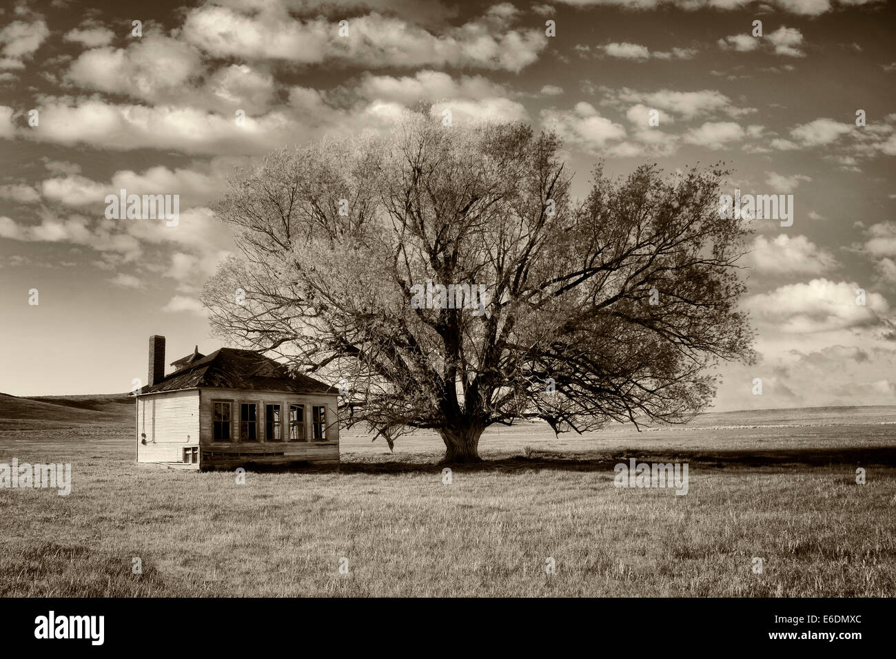 Pioneer Schoolhouse and lone tree in pasture. Near Jordan Valley. Eastern Oregon Stock Photo