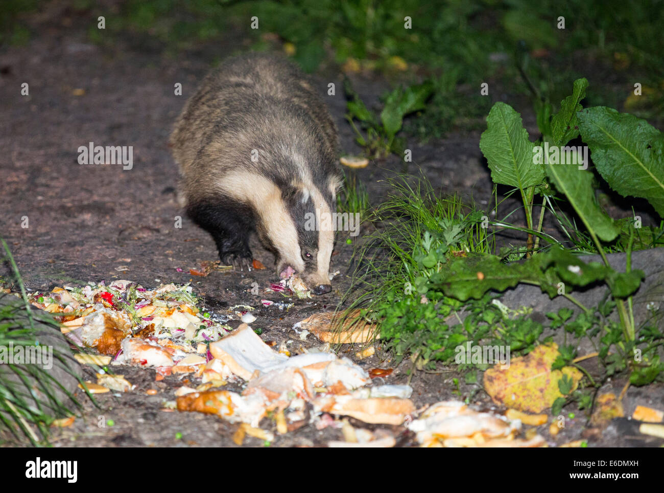 Badgers feeding on restaurant waste from the Badger Bar in Rydal, Lake