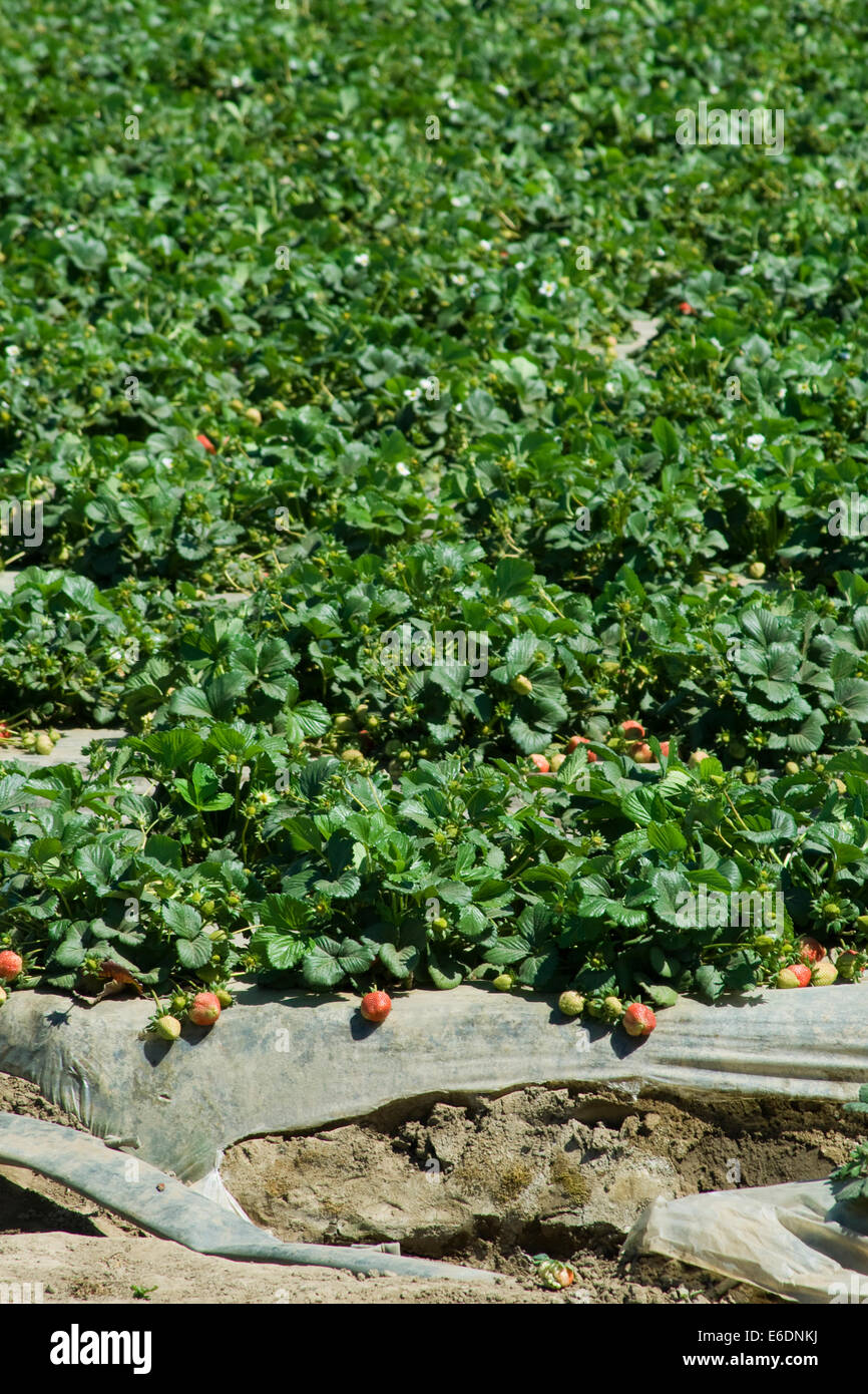 Strawberry fields. Oxnard, Ventura County, California, USA Stock Photo