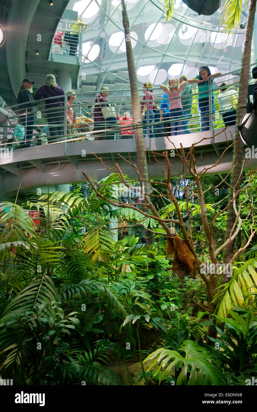 Rainforests of the World Exhibit, California Academy of Sciences, Golden Gate park, San Francisco, California, USA. Stock Photo