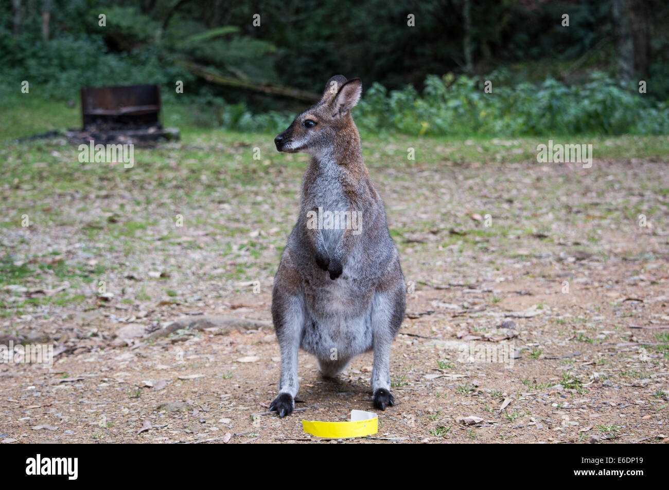 Wild wallaby posing for the camera. Stock Photo