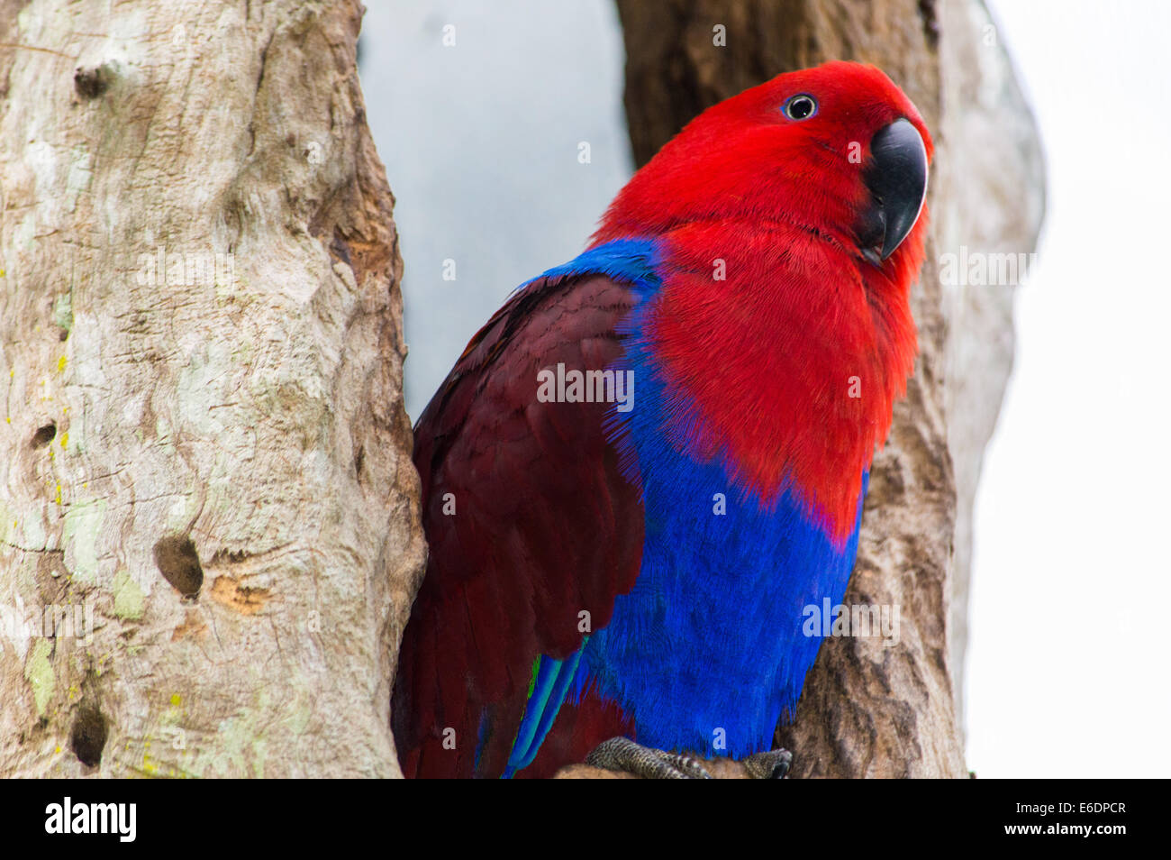 Beautiful colors of Parrot in Australia Stock Photo
